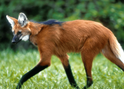 AdaptaBrasil publica novos dados sobre biodiversidade, saúde, recursos hídricos e segurança alimentar