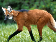 AdaptaBrasil publica novos dados sobre biodiversidade, saúde, recursos hídricos e segurança alimentar