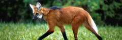 Biodiversidade